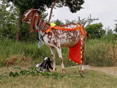 bakri for sale Sath 1 bachi