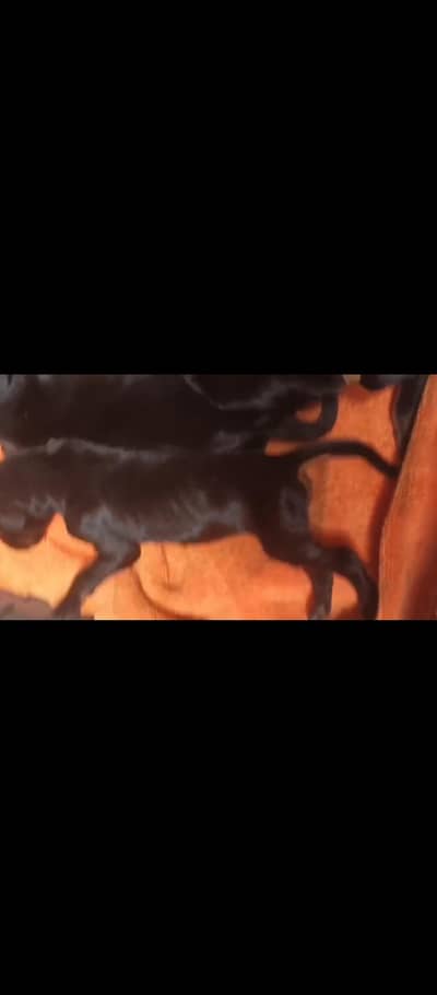 Pedigree Doberman