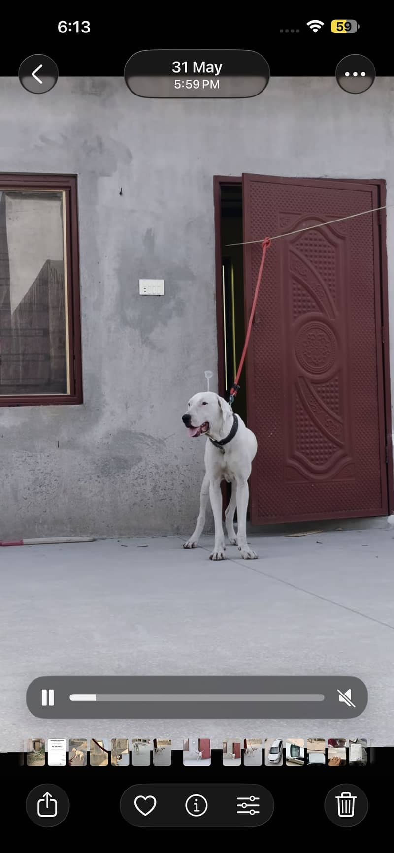 Security dog 0