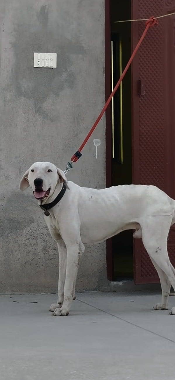 Security dog 1