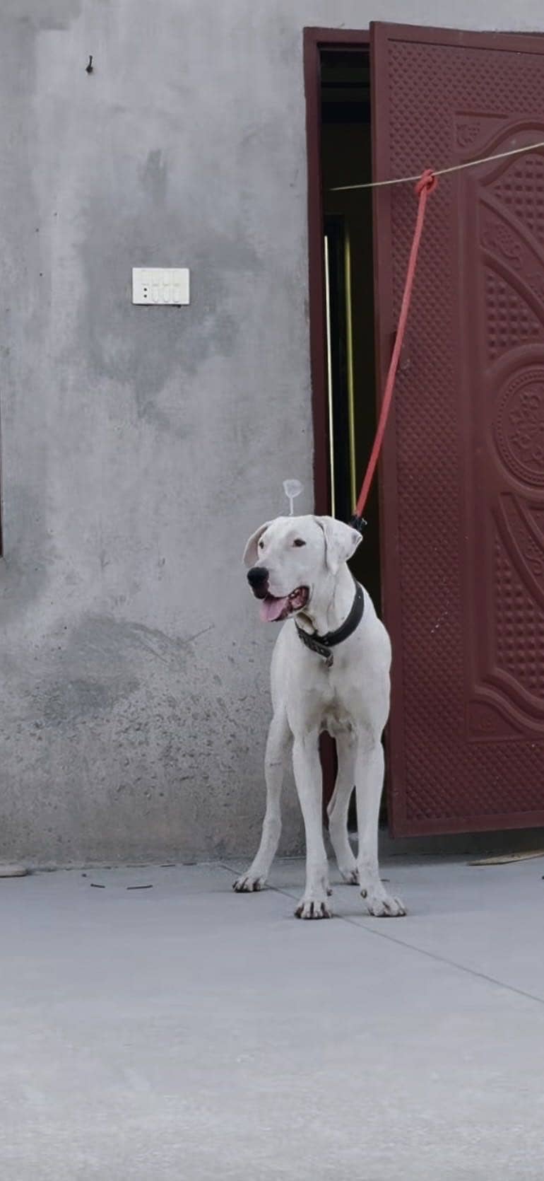 Security dog 2