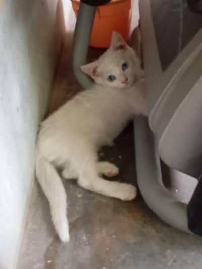 Want to give a cat with its kittens