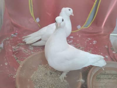 Fancy pigeons pair