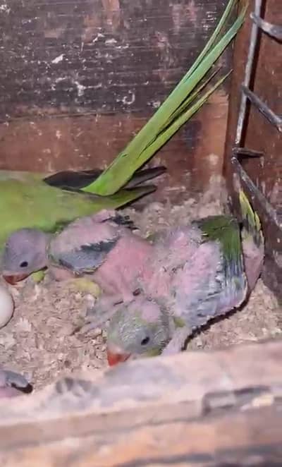 Raw parrot baby Full active baby