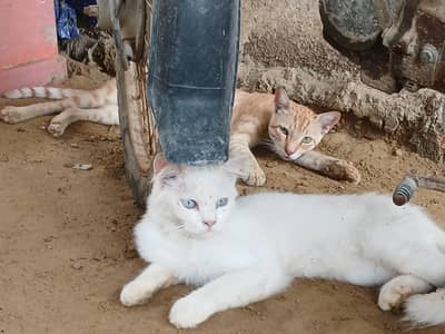 Beautiful Persian Cats for Sale