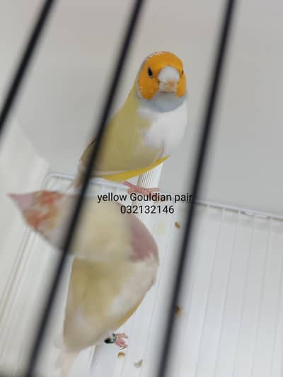 Gouldian Finch