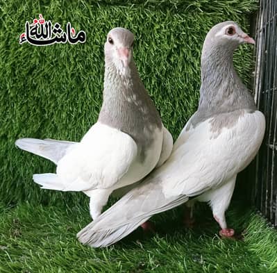 Fancy pigeon khal Breder pair For Sale