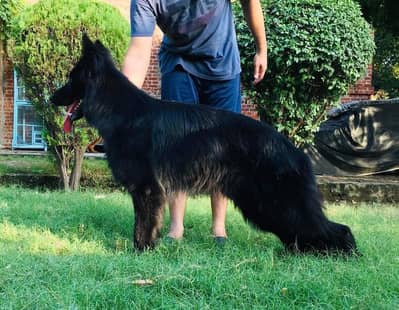 Pink Pedigreed black German shepherd female | Long coat_GSD Dog