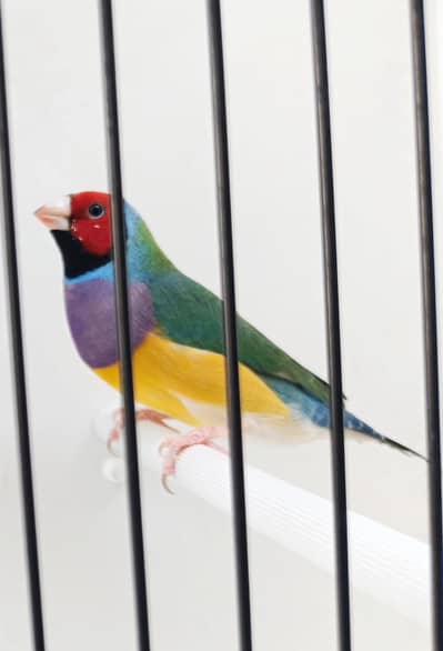 Gouldian Finch