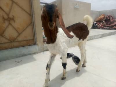 Bakra For Sale