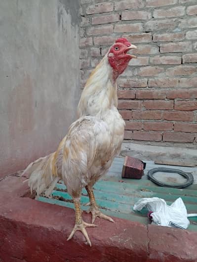 Aseel Heera for sale