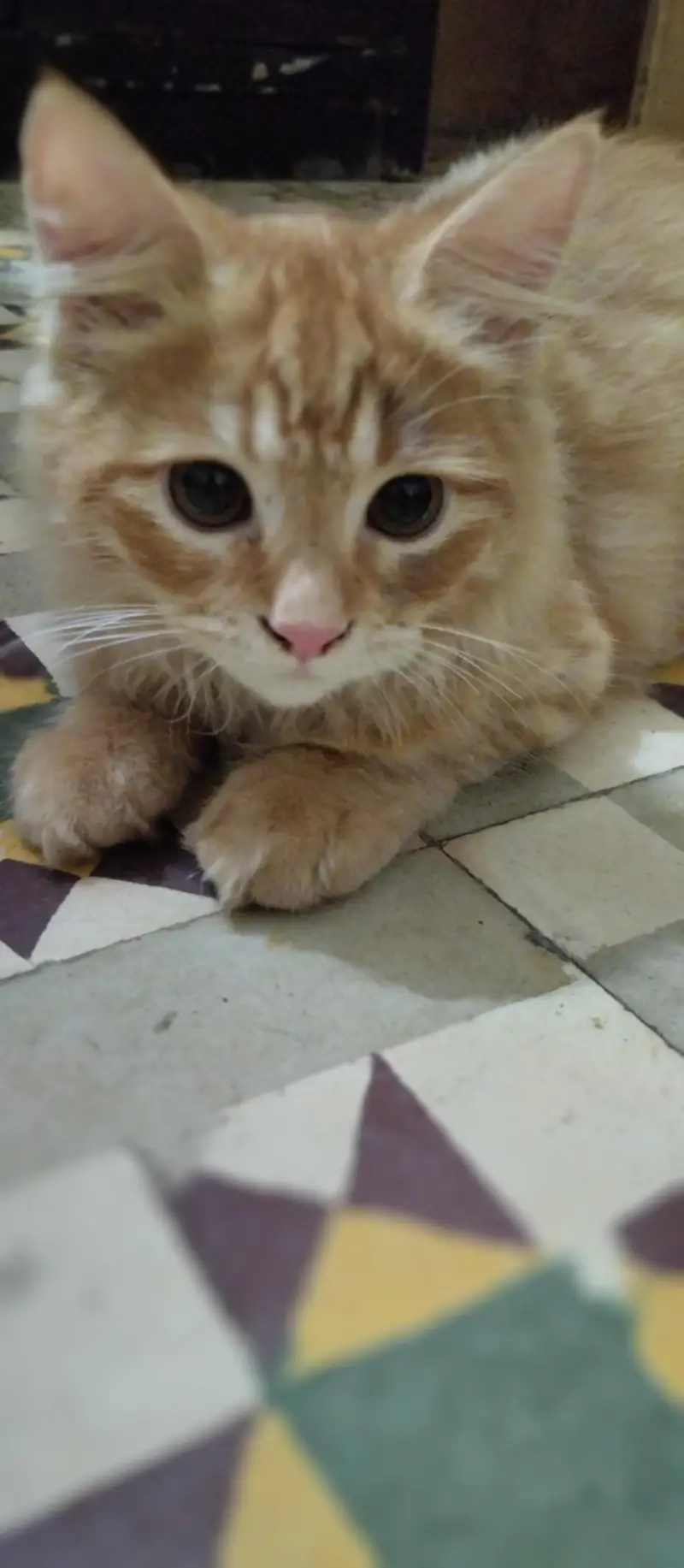 Persian kittens for sale — photo 2