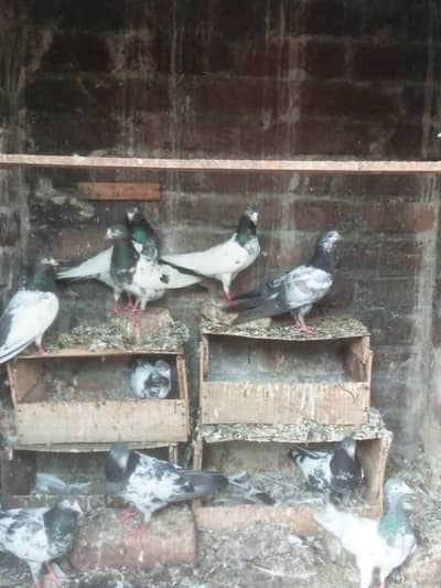 11 teddy pigeons high quality