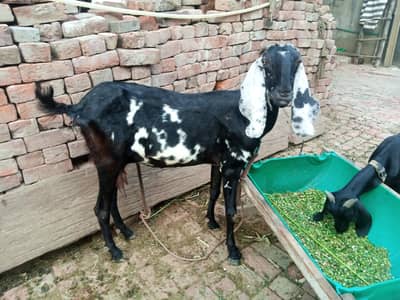 breed Amritsar adha kilo dudh din ma do bar deti hamatlab din ka 1 kg