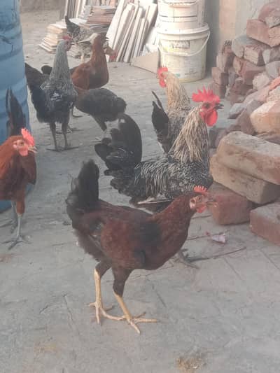 Golden misri murghian Desi khuraaak pr he