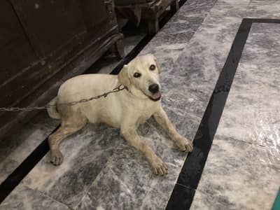 Labra dog