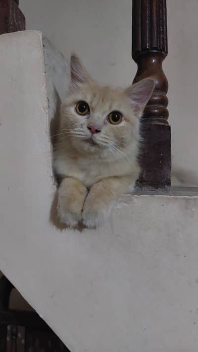 Persian cat for sale