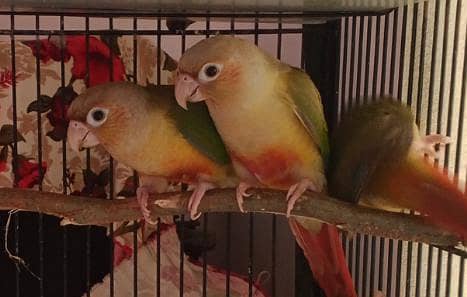 Pineapple Conure Pathy pair 0