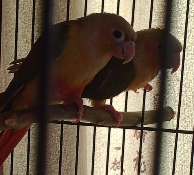 Pineapple Conure Pathy pair 1