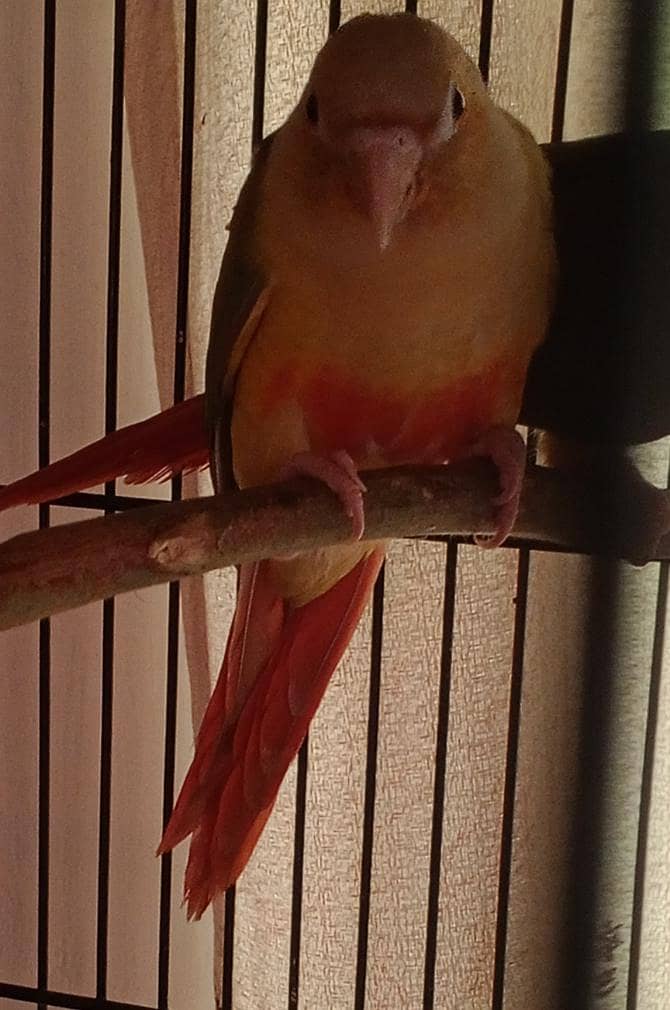 Pineapple Conure Pathy pair 2