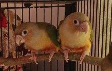 Pineapple Conure Pathy pair 3