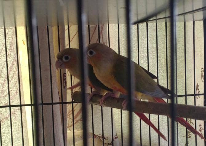 Pineapple Conure Pathy pair 4