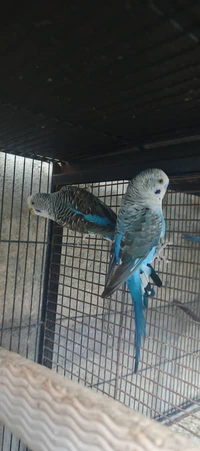 Black Wing Budgie Under size