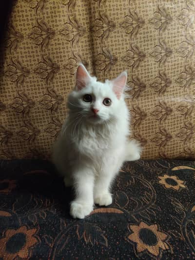 Persian female kitten for sale
