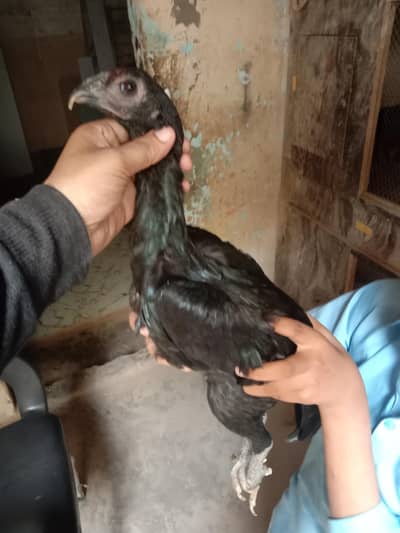 dragon 6 mahine ka dragon 03158446717 dragon bache 20000 ki Jodi
