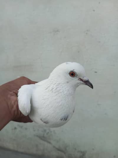 white  female pigeon