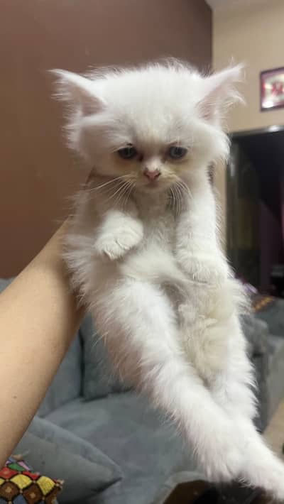 2 kittens white odd eyes triple coated