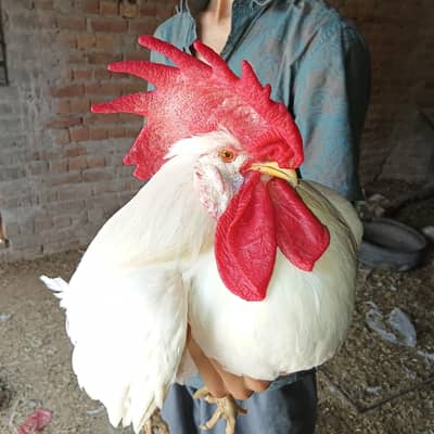 high class LSL Leghorn