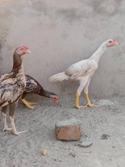 high quality aseel for sale