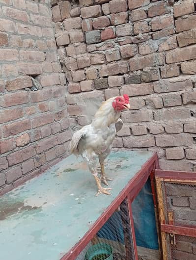 Aseel Heera For Sale