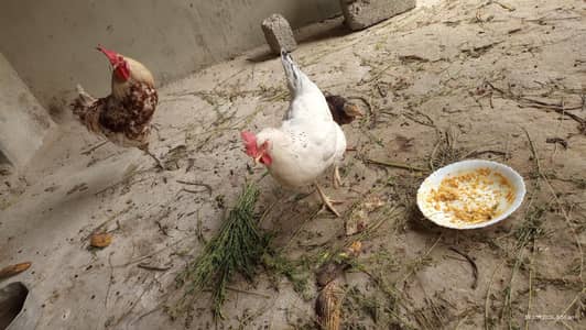 Golden Misri Pair for sale