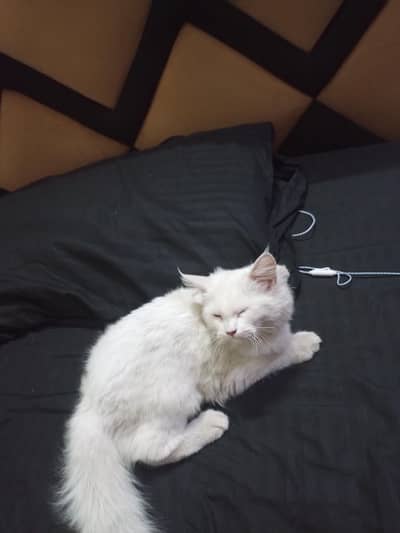 Persian