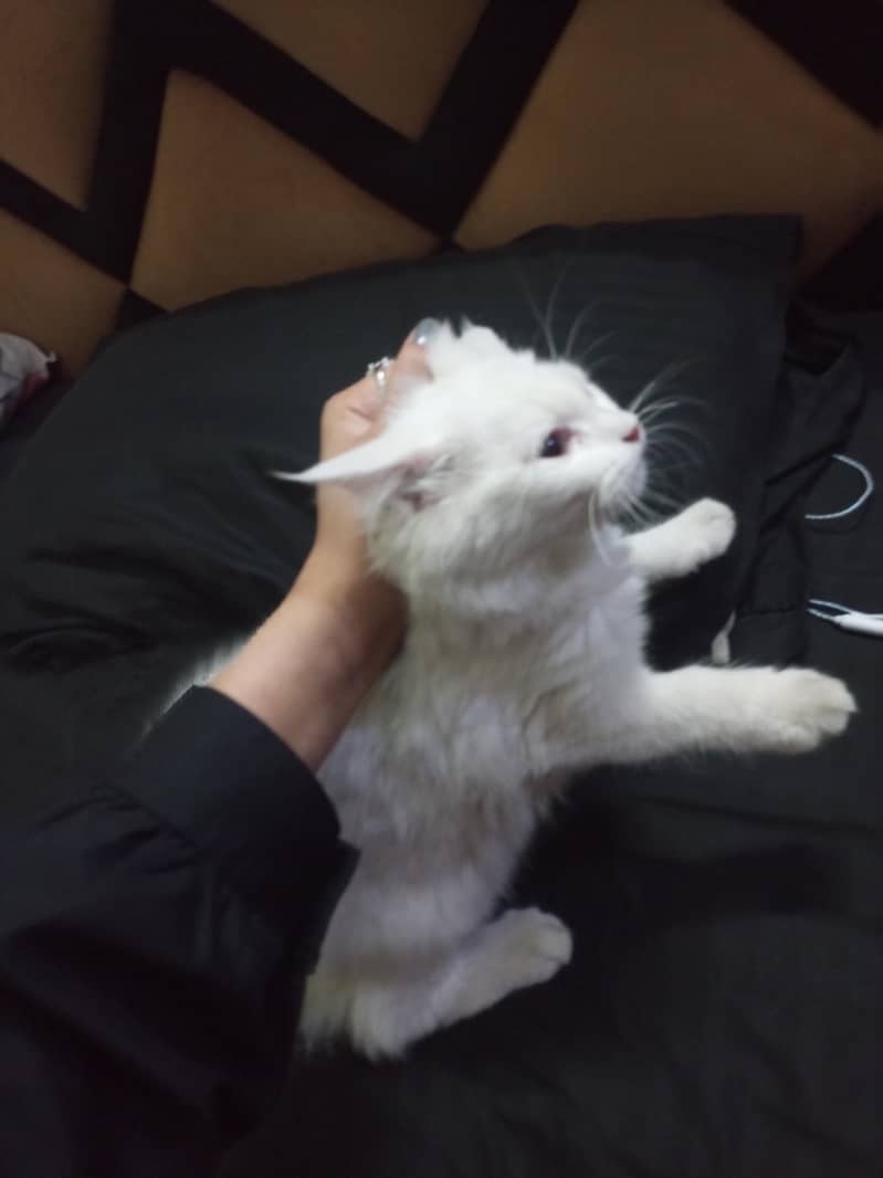 Persian 1