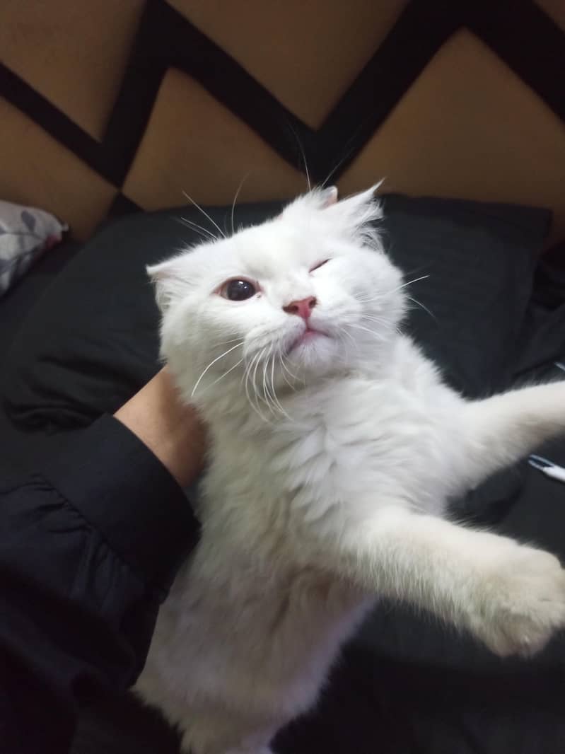 Persian 2