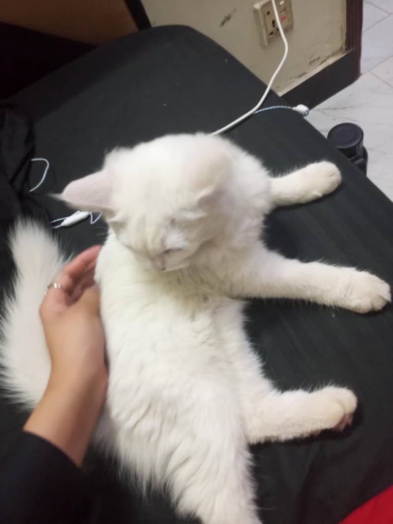 Persian 3