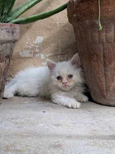 4 cute  white Persian kittens for sale