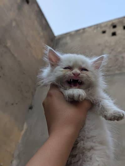 1 white male kittens, single coat for sale