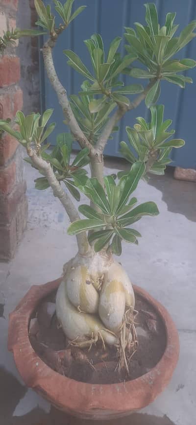 Adenium Obesum