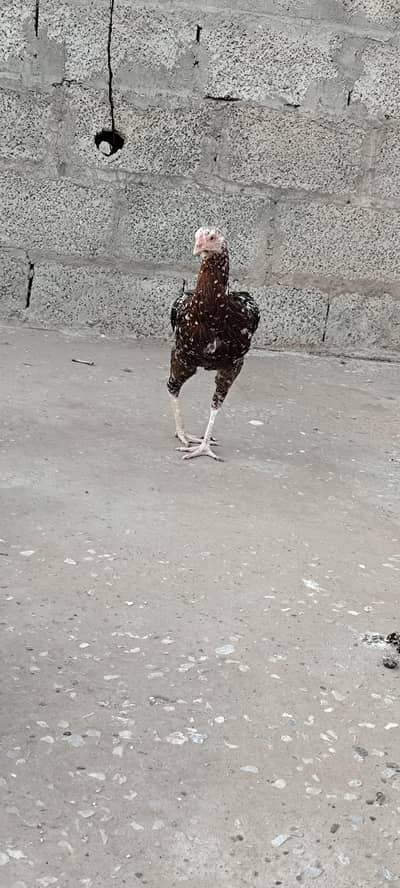 Aseel murgia Hai home breed urgent sale