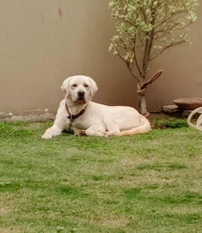 Labrador Female for sale