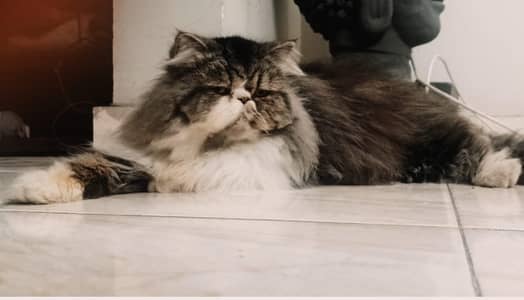 peki stud male cat