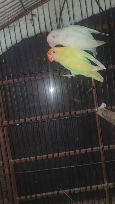 Lovebirds for sale breeder pair confirm