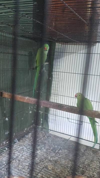 Indian Ringneck Parrot | Green Parrot | Breeder pair | Ringneck chicks