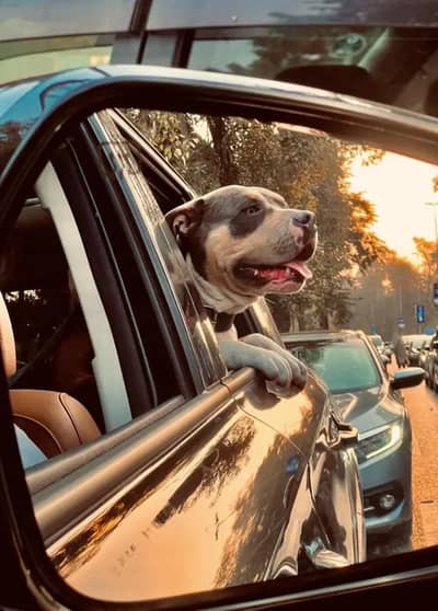 American Pitbull for stud