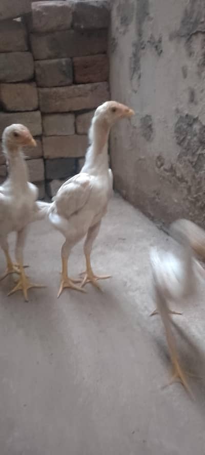 Waite Shamo Chicks 1 male 2 femail 0304-4745459