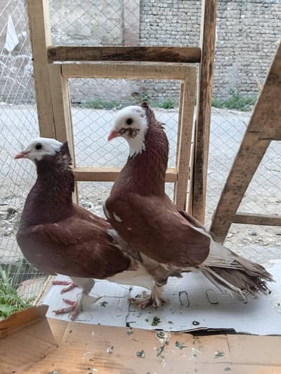 Red Peshawari Breeder pair